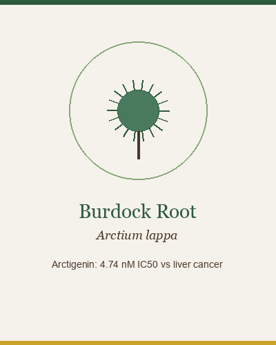 Burdock Root