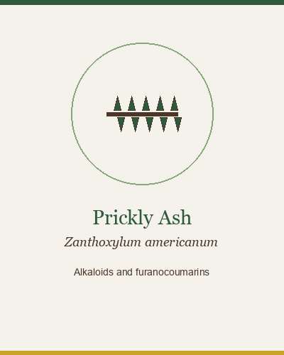 Prickly Ash