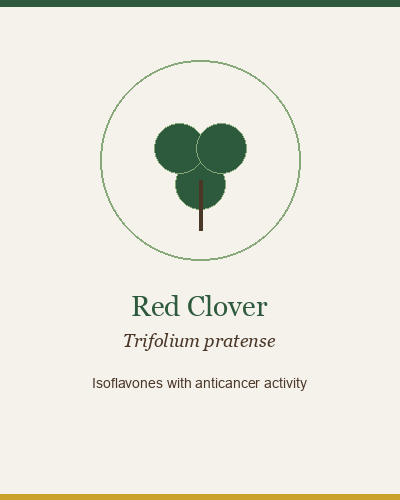 Red Clover